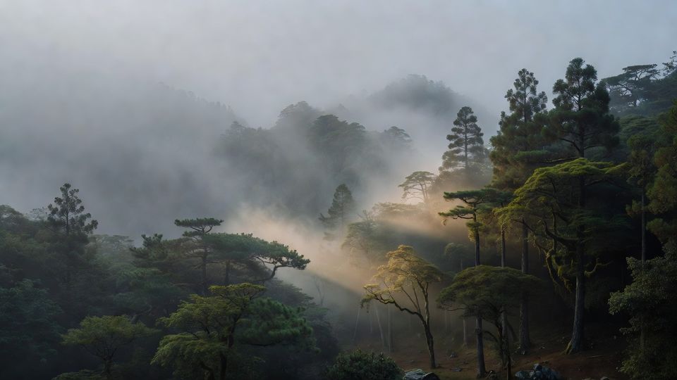 霧がかかった山の森